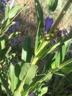 Image of Wasatch beardtongue