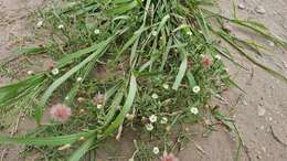 Image of Noticastrum diffusum (Pers.) Cabrera