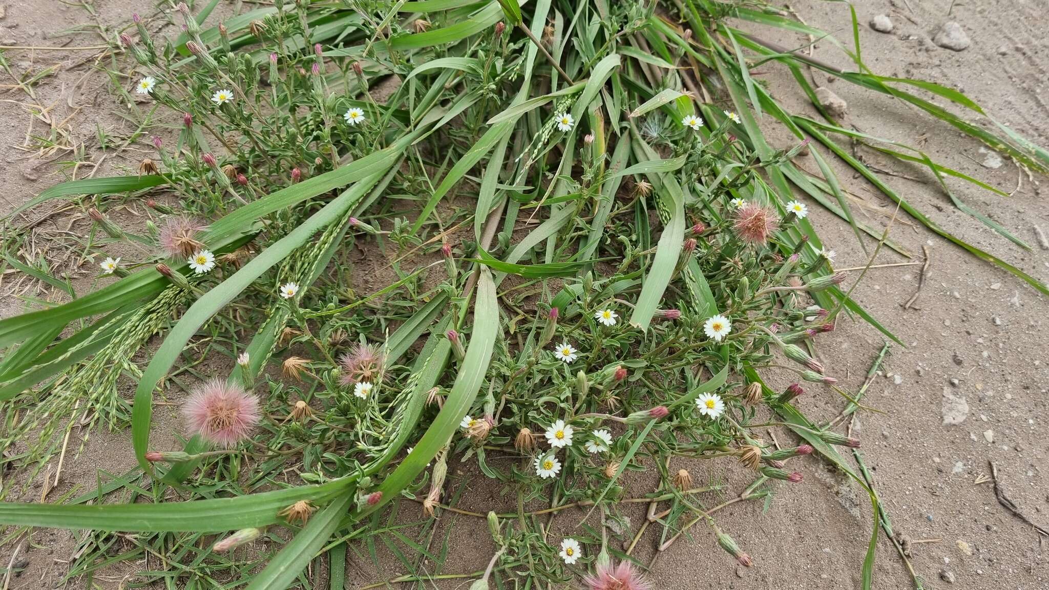 Image of Noticastrum diffusum (Pers.) Cabrera