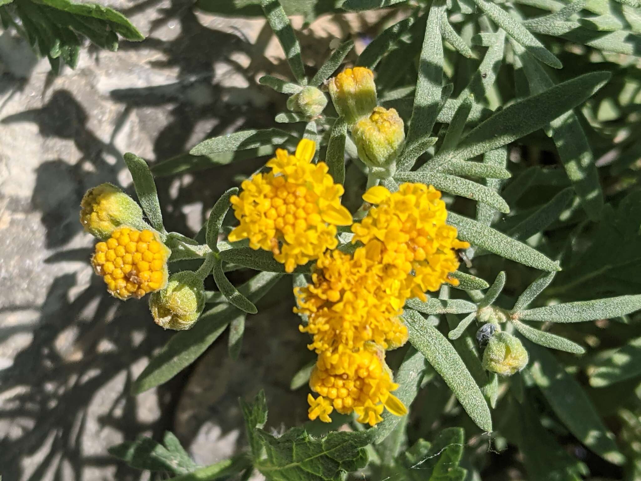 Plancia ëd Picradeniopsis oppositifolia (Nutt.) Rydb.