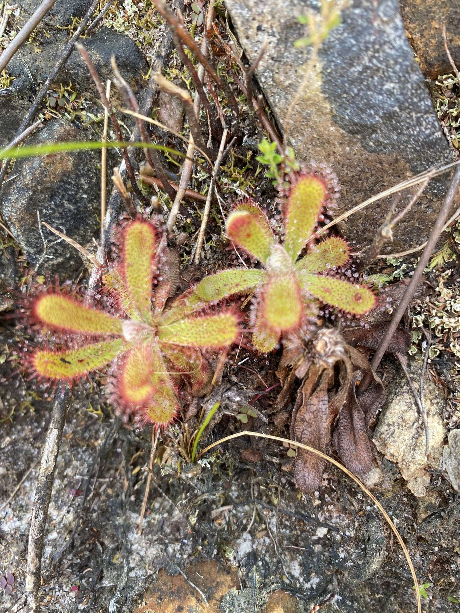 Image of <i>Drosera ericgreenii</i> A. Fleischm., R. P. Gibson & Rivadavia