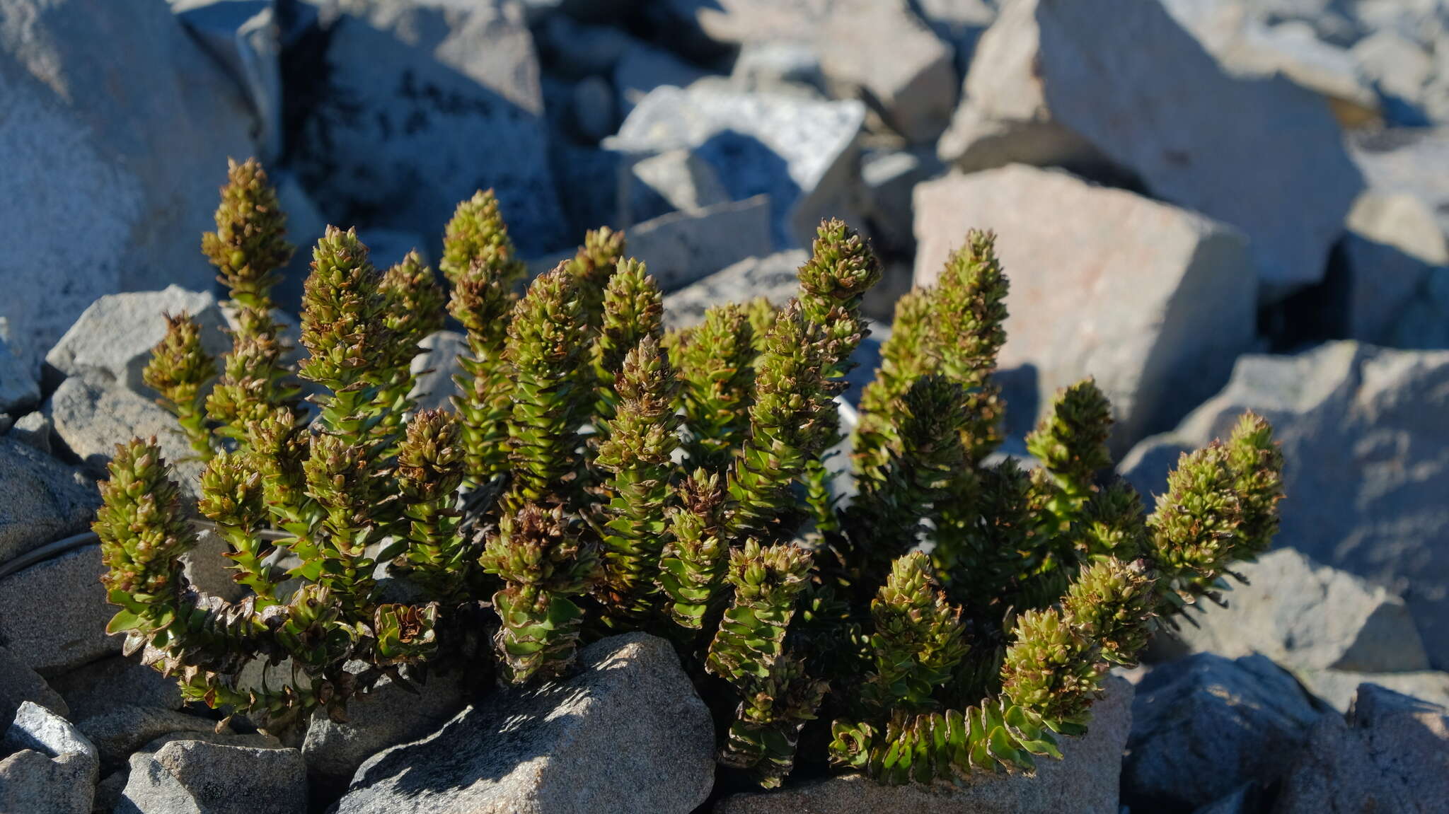 Image of Veronica haastii Hook. fil.