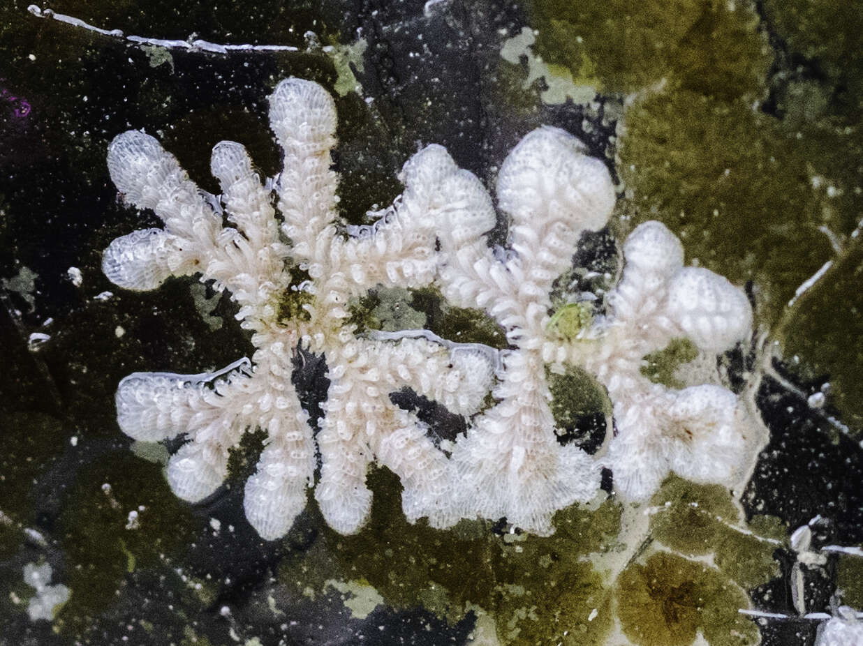 Image of Tubulipora anderssoni Borg 1926