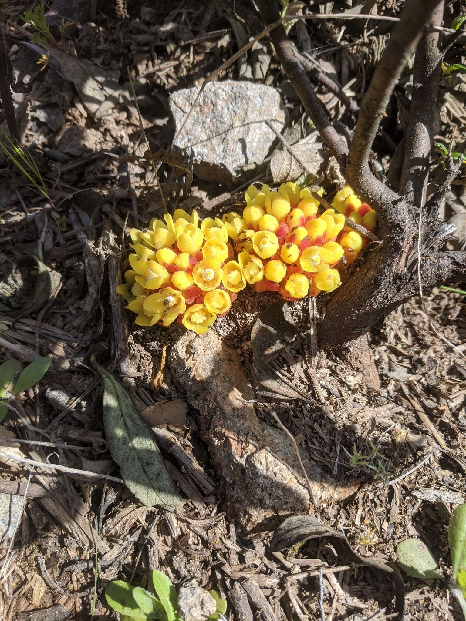 Image of Rockrose parasite