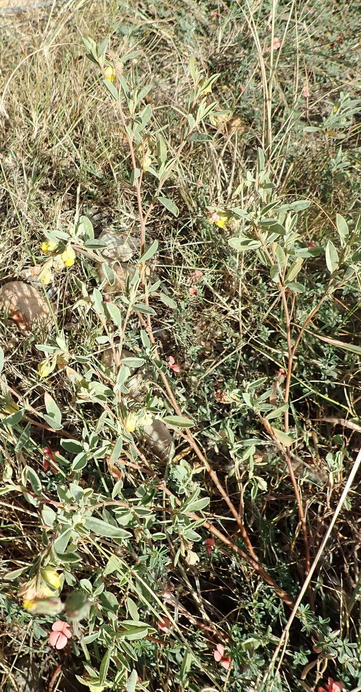 Image of Hermannia lavandulifolia L.