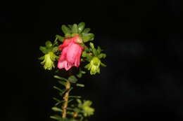 Image de Darwinia squarrosa (Turcz.) Domin