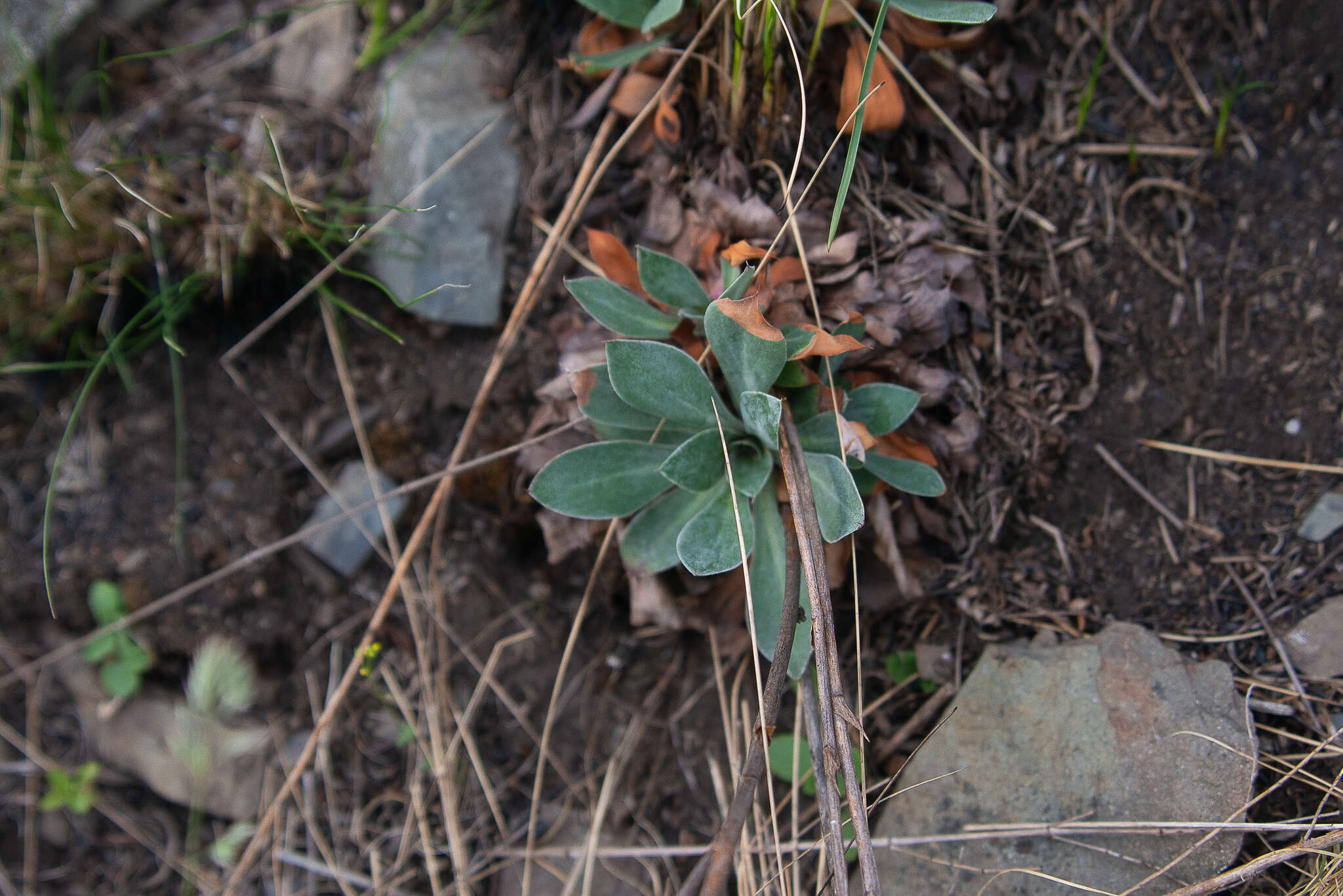 Image of Goniolimon speciosum (L.) Boiss.