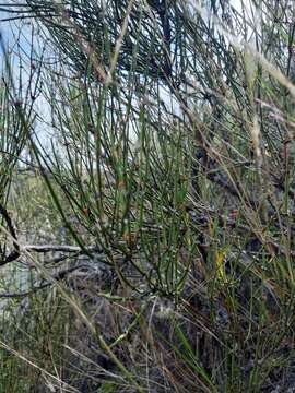 Image of Ephedra americana Humb. & Bonpl. ex Willd.