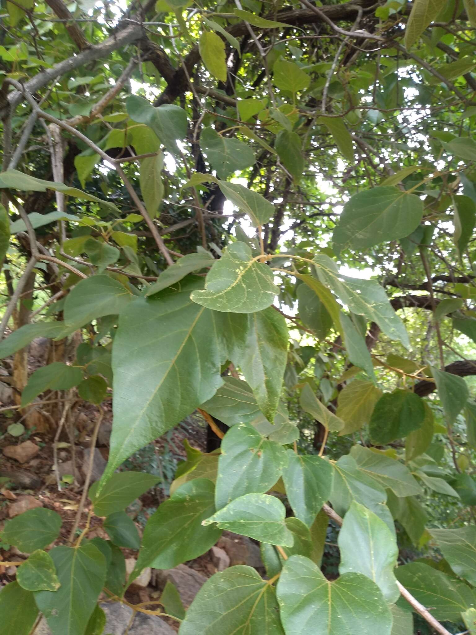 Image of Premna tomentosa Willd.