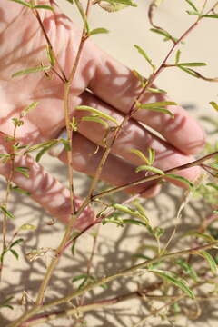 Image of James' clammyweed