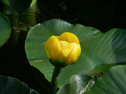 Image de Nuphar polysepala Engelm.