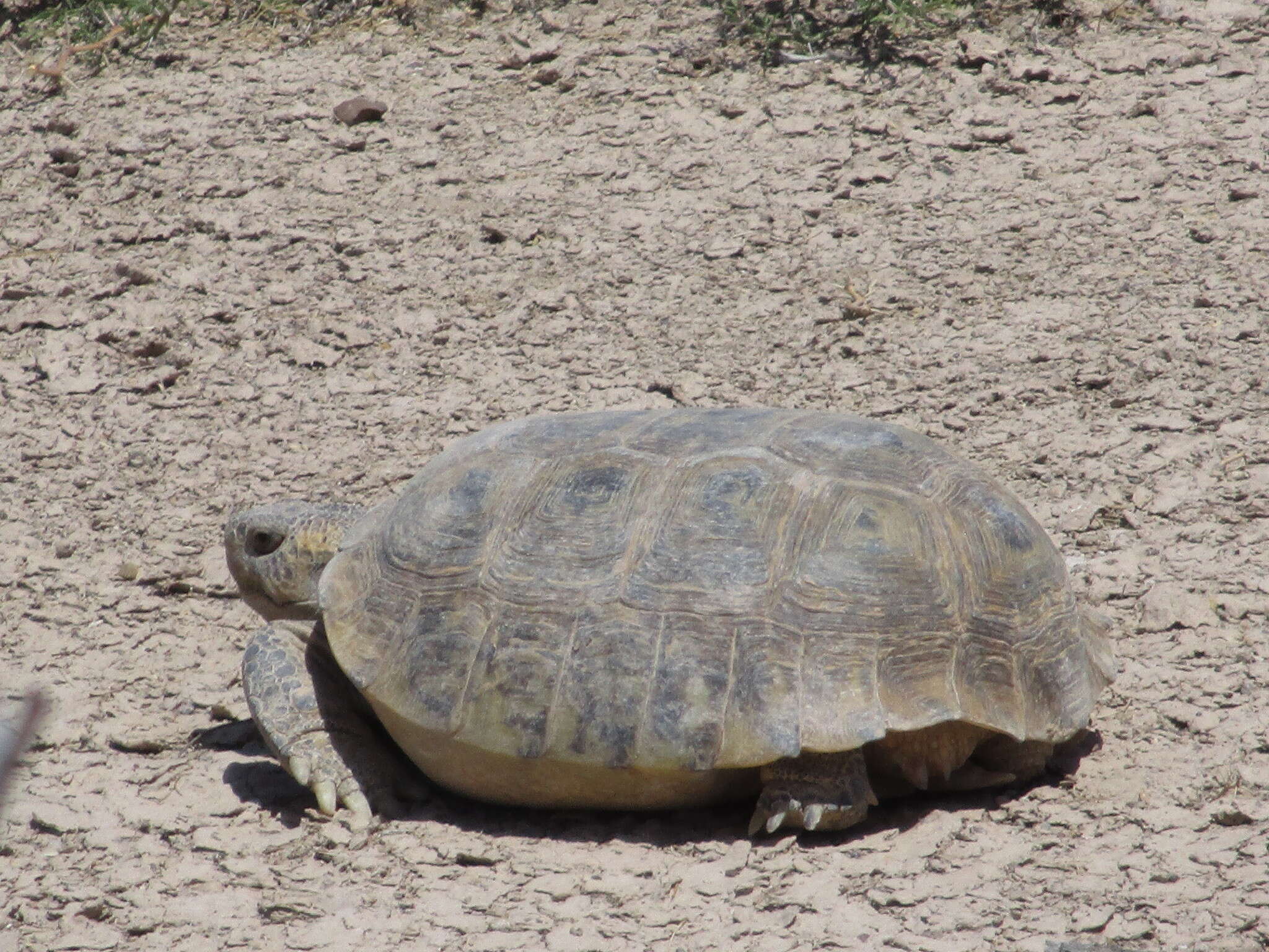 Image of Bolson Tortoise