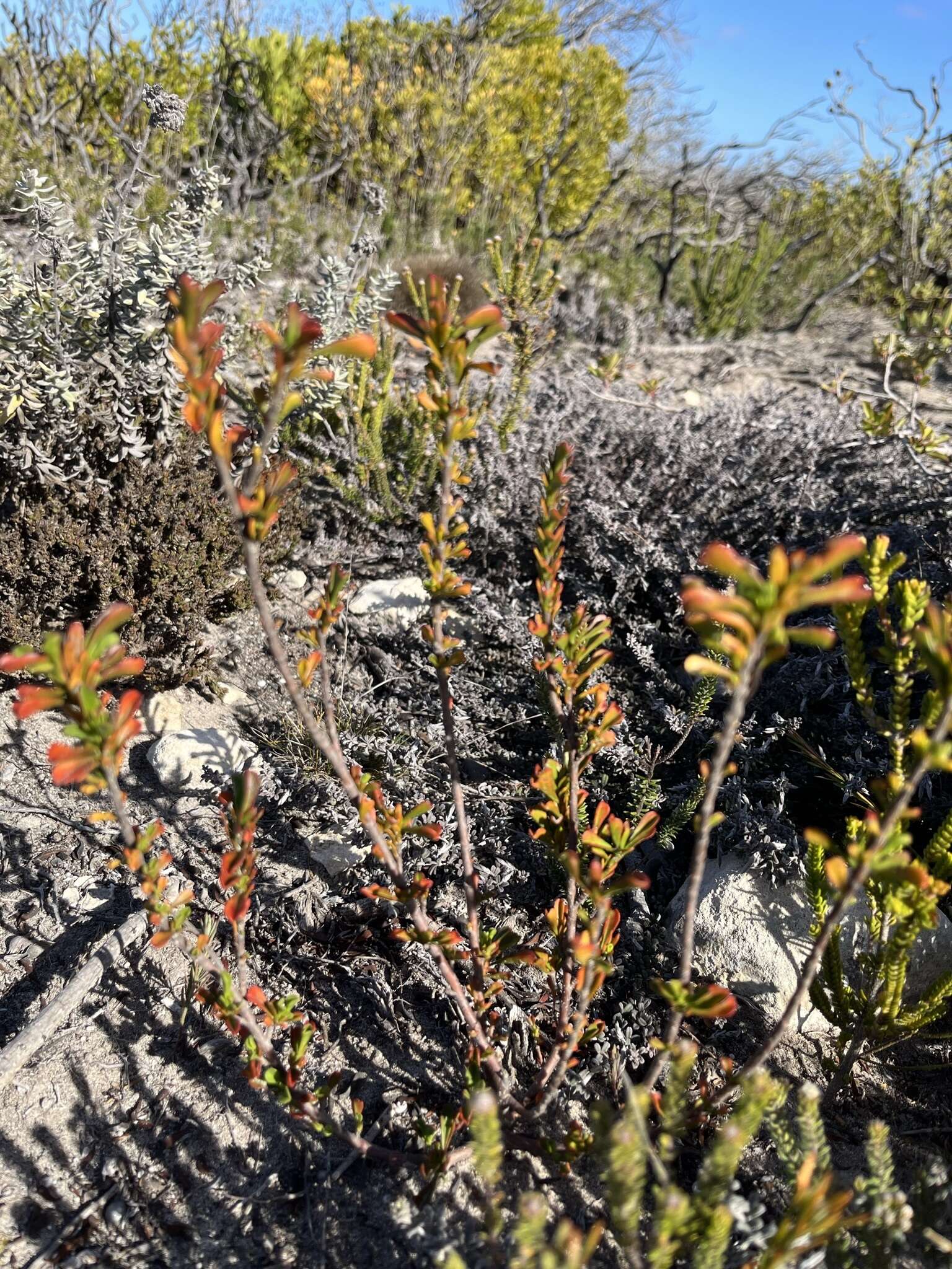 Image of Hermannia concinnifolia Verdoorn