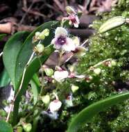 Image of Stelis eublepharis Rchb. fil.