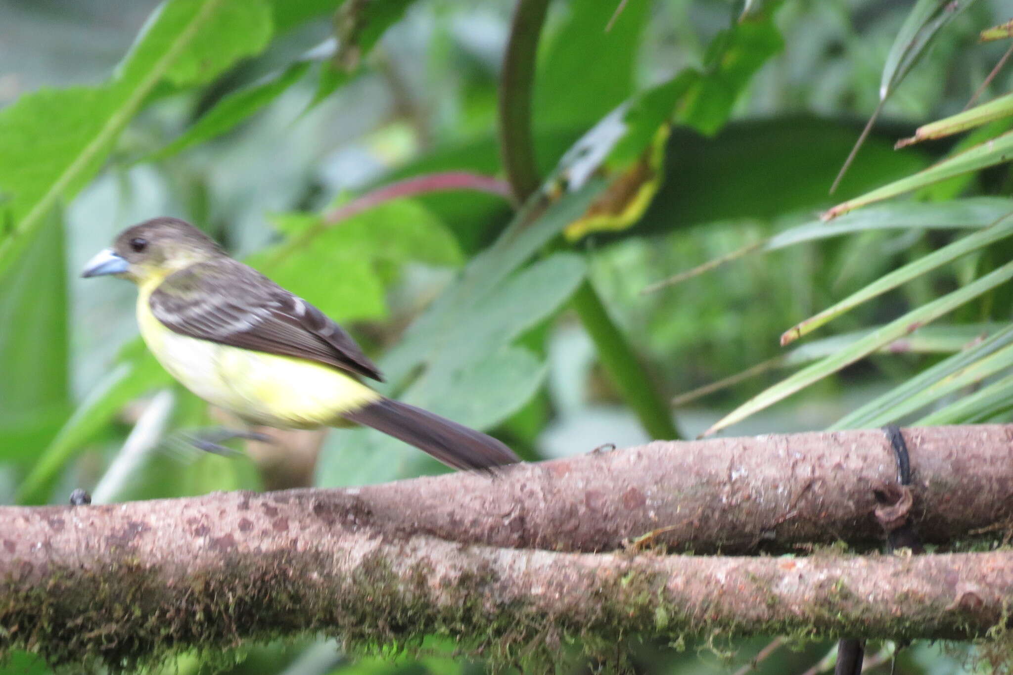 صورة Ramphocelus flammigerus icteronotus