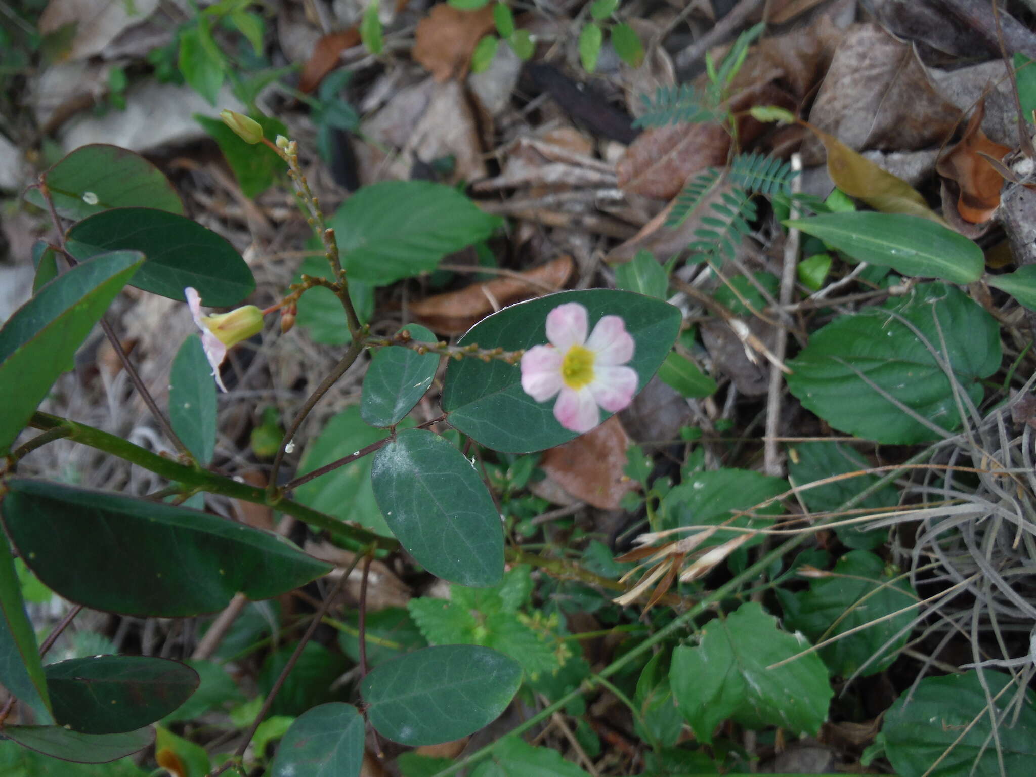 Sivun Oxalis barrelieri L. kuva