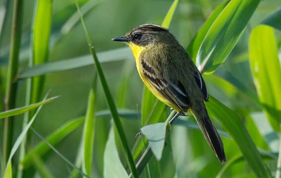 Image of Crested Doradito