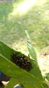 Image of cotton harlequin bug