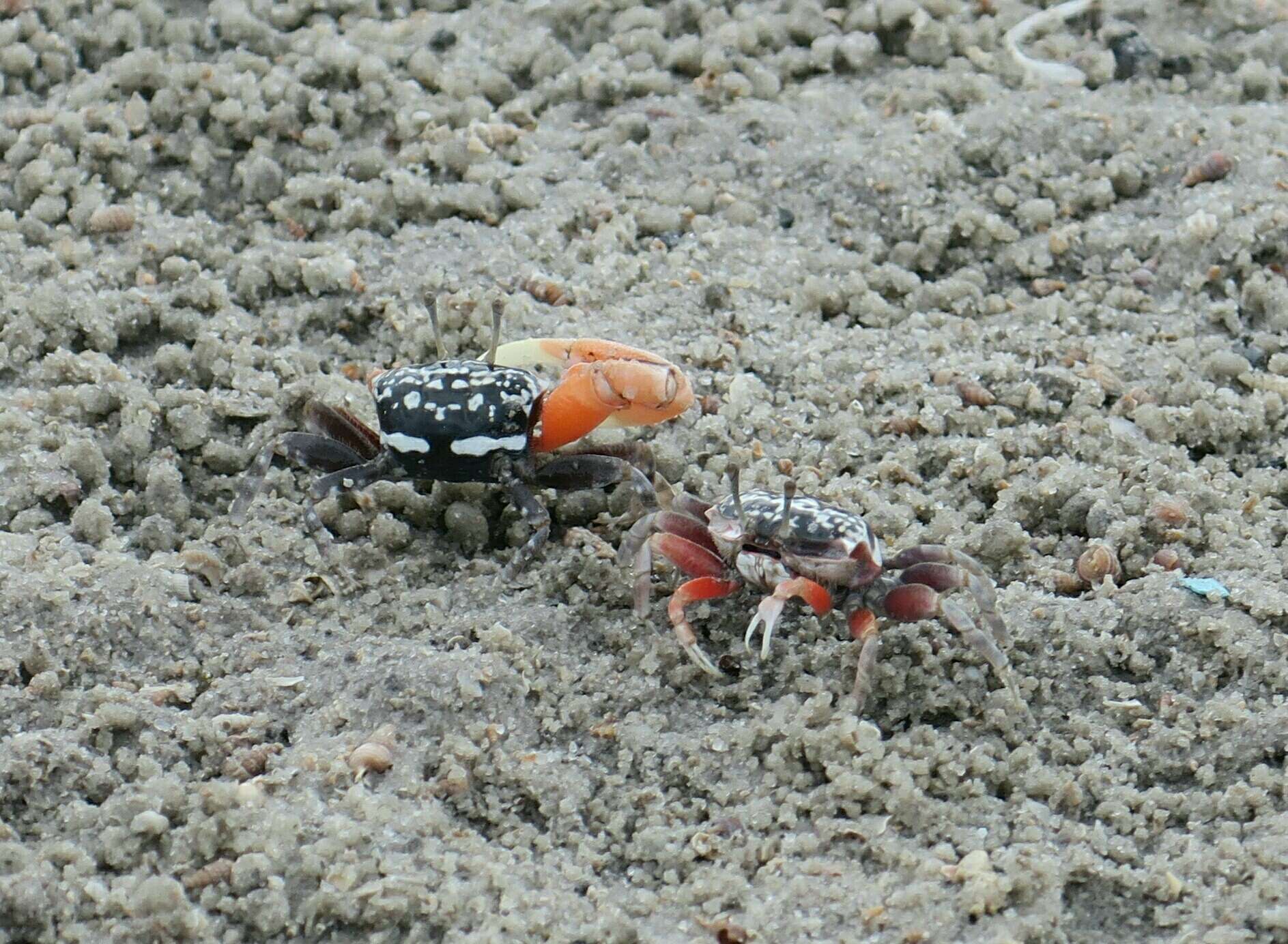 Image of Austruca occidentalis (Naderloo, Schubart & Shih 2016)