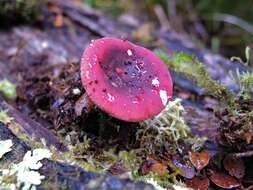 Image de Russula roseopileata McNabb 1973