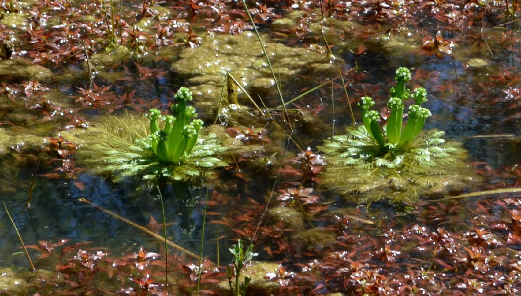 Image of American featherfoil