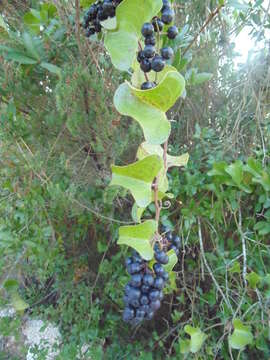 Image of Smilax aspera L.