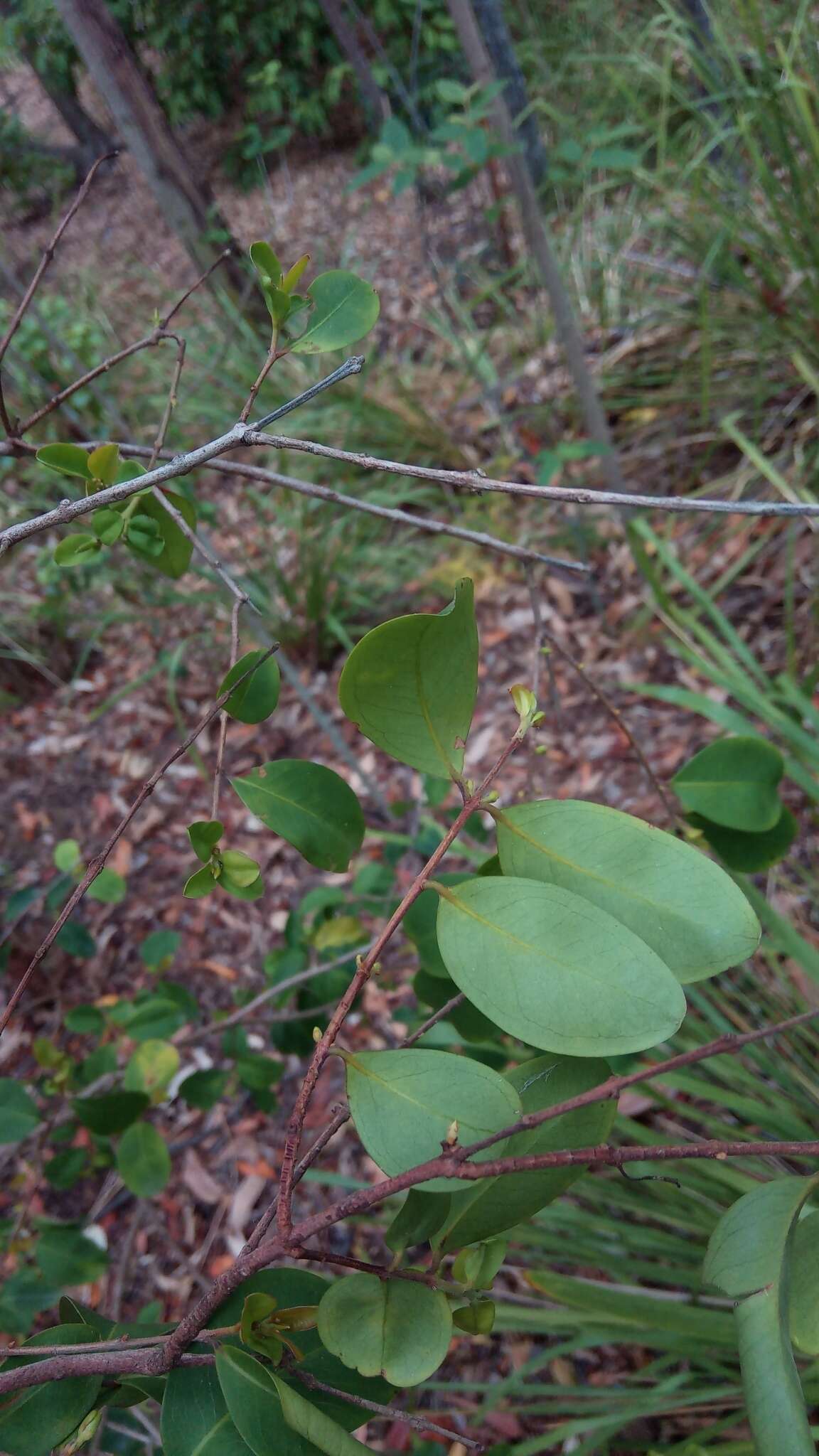 Image of Pilidiostigma rhytisperma (F. Müll.) Burret