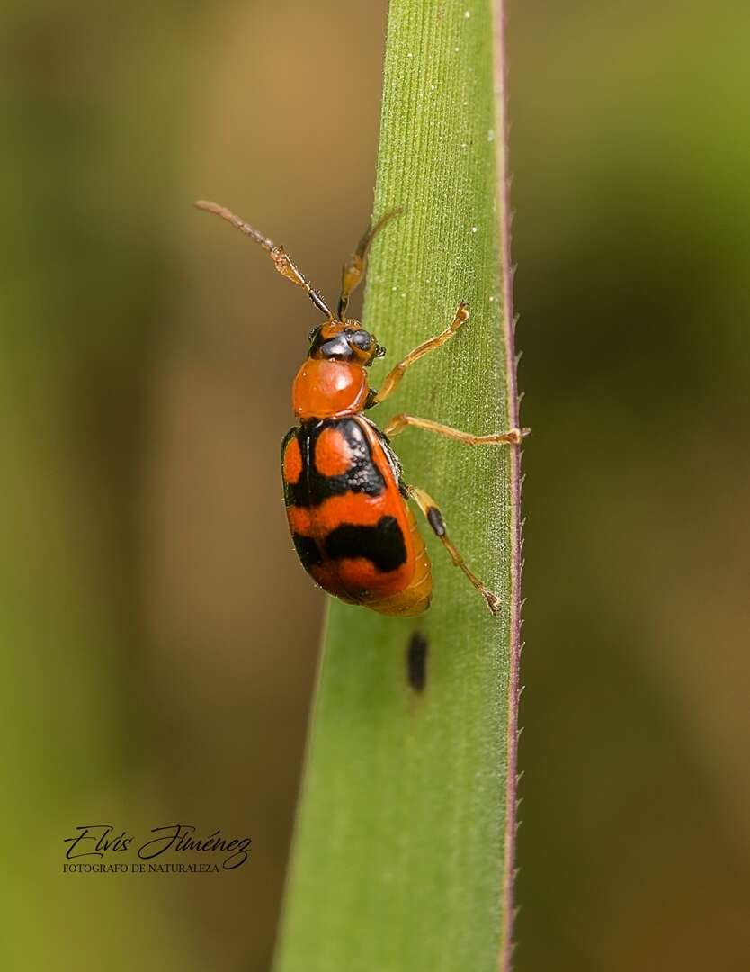 Sivun Cerotoma ruficornis (Olivier 1791) kuva