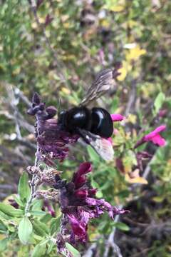 Xylocopa tabaniformis androleuca Michener 1940 resmi