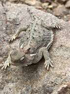 Image of Cedros Island Horned Lizard