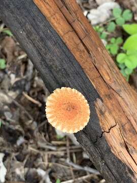 Image of Heliocybe