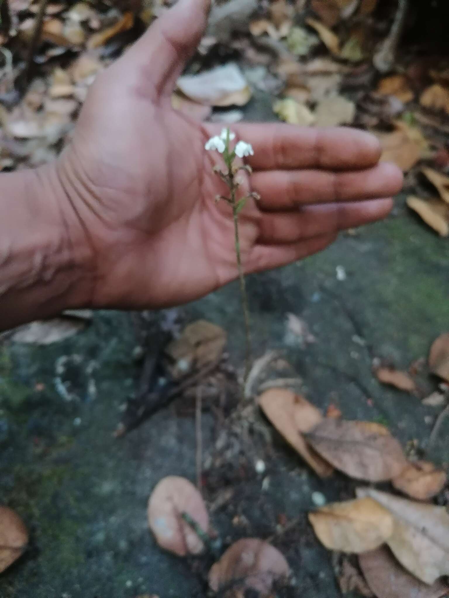 Слика од Aulosepalum nelsonii (Greenm.) Garay