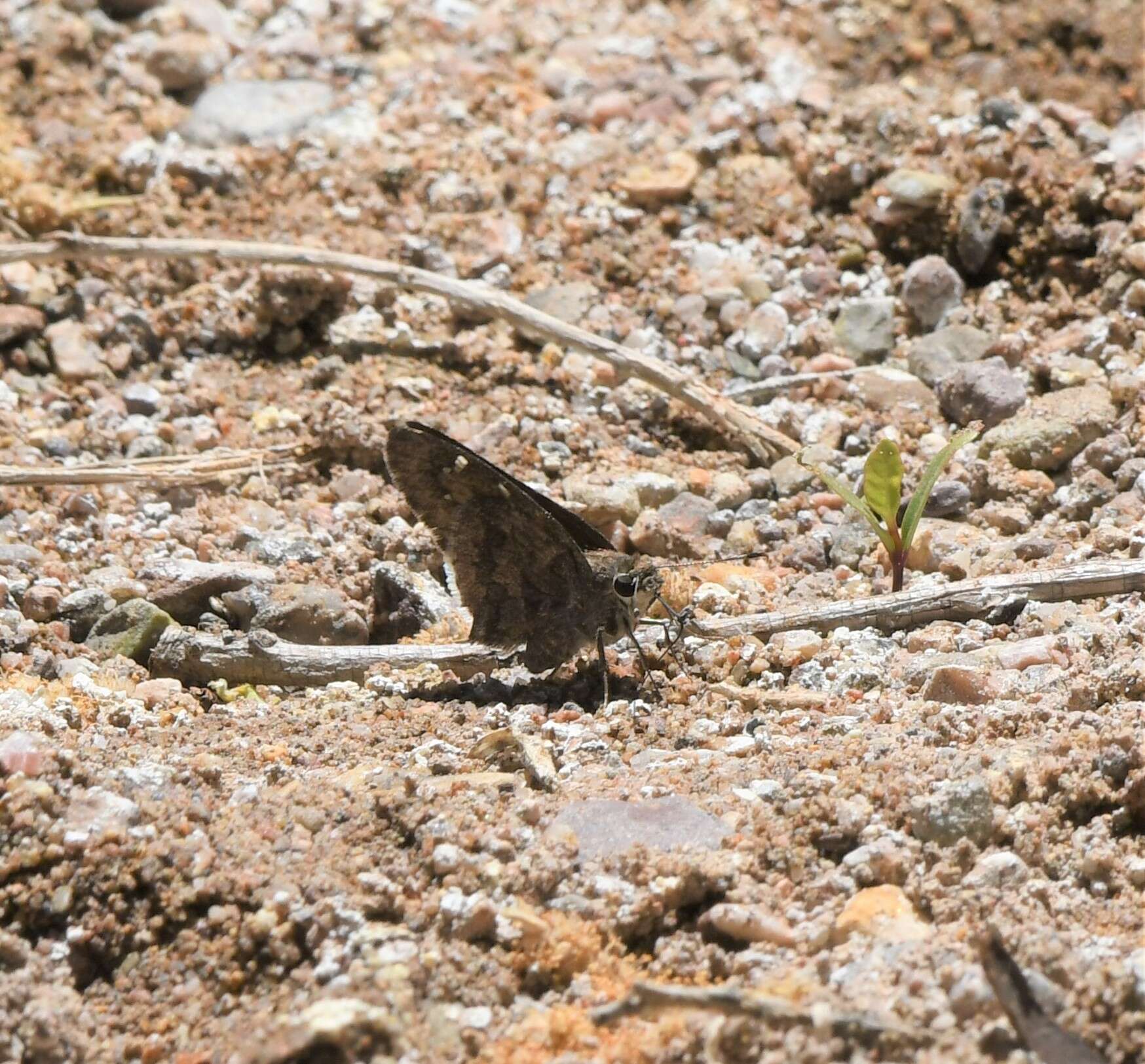 Image of Acacia Skipper