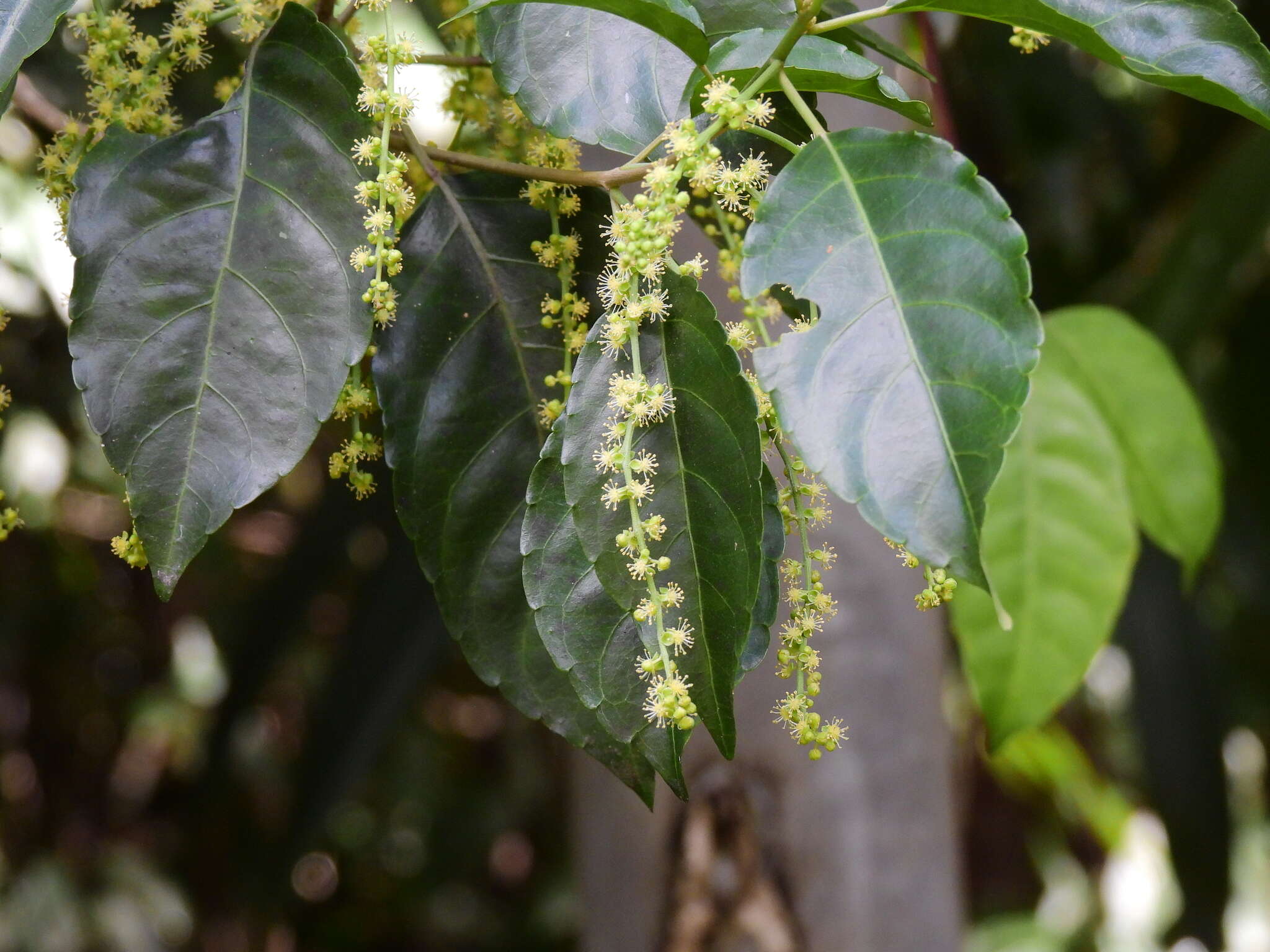 Image of Claoxylon tenerifolium subsp. boreale P. I. Forst.