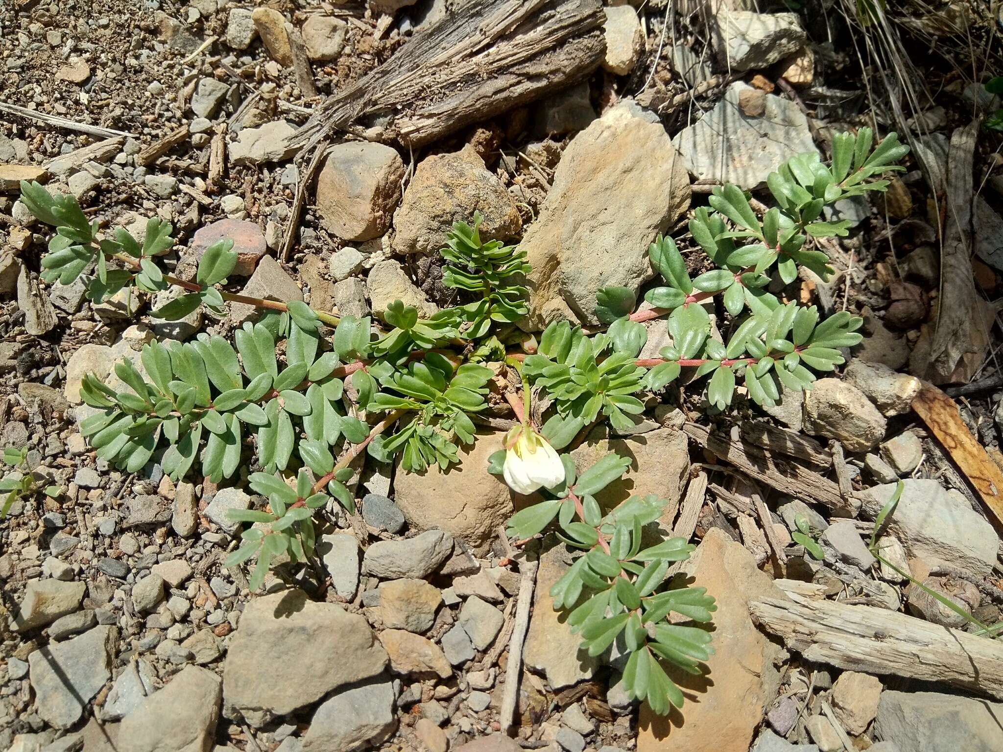 Imagem de Hypseocharis pimpinellifolia Remy