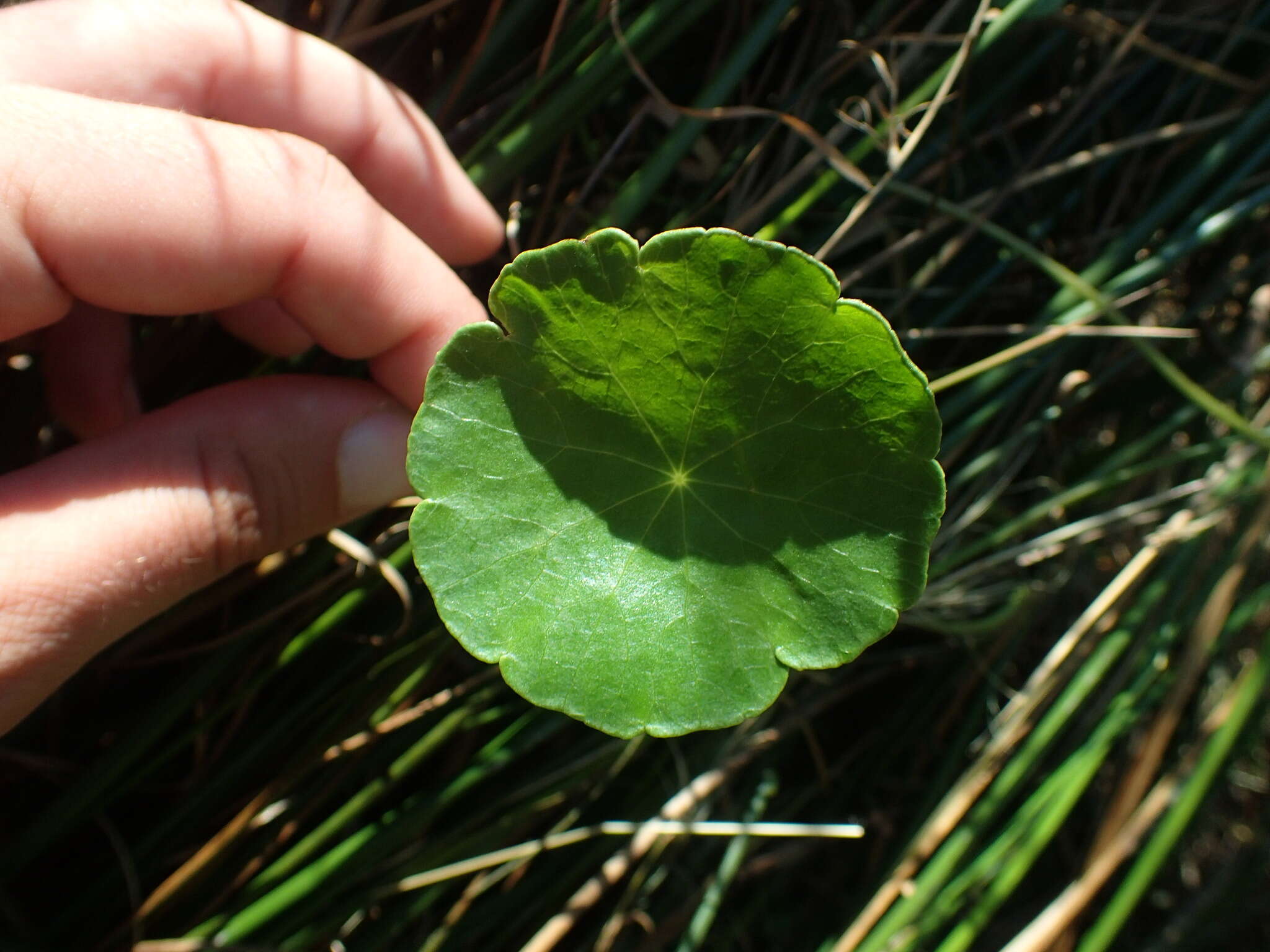 Image of Marsh Pennywort