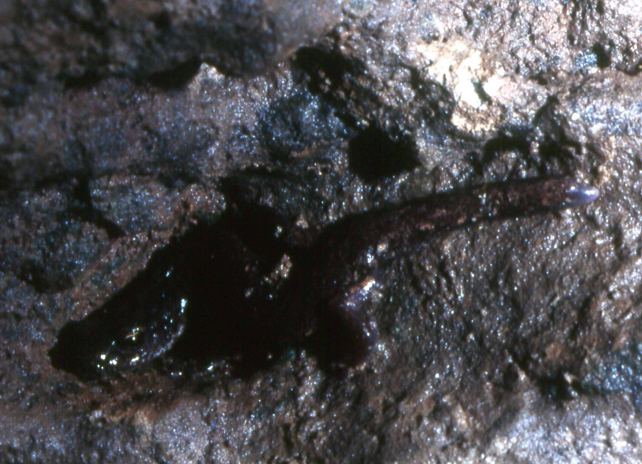 Image of Speleomantes Dubois 1984