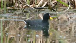 Image of Red-fronted Coot