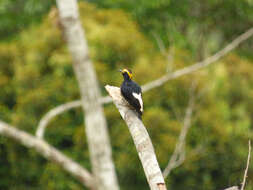 Image of Tellow-tufted Woodpecker