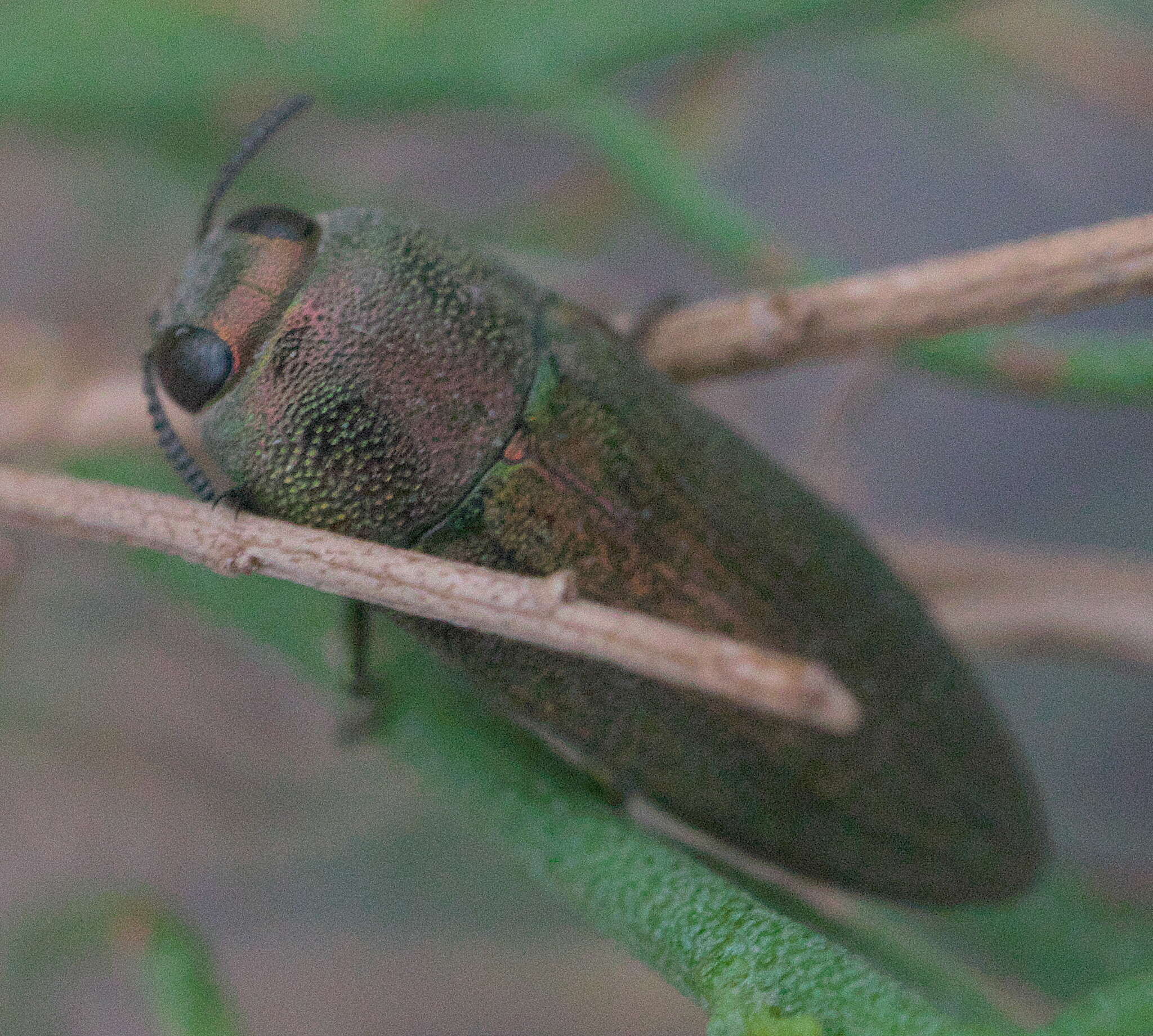 صورة Agaeocera gentilis (Horn 1885)