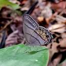 Splendeuptychia junonia Butler 1866的圖片