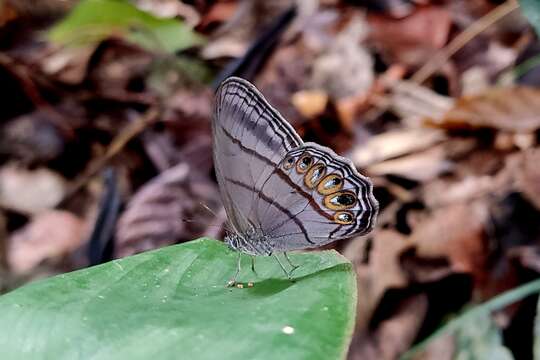 Splendeuptychia junonia Butler 1866的圖片