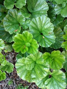 صورة Gunnera magellanica Lam.