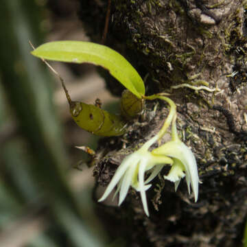 Image of Dendrobium kratense Kerr