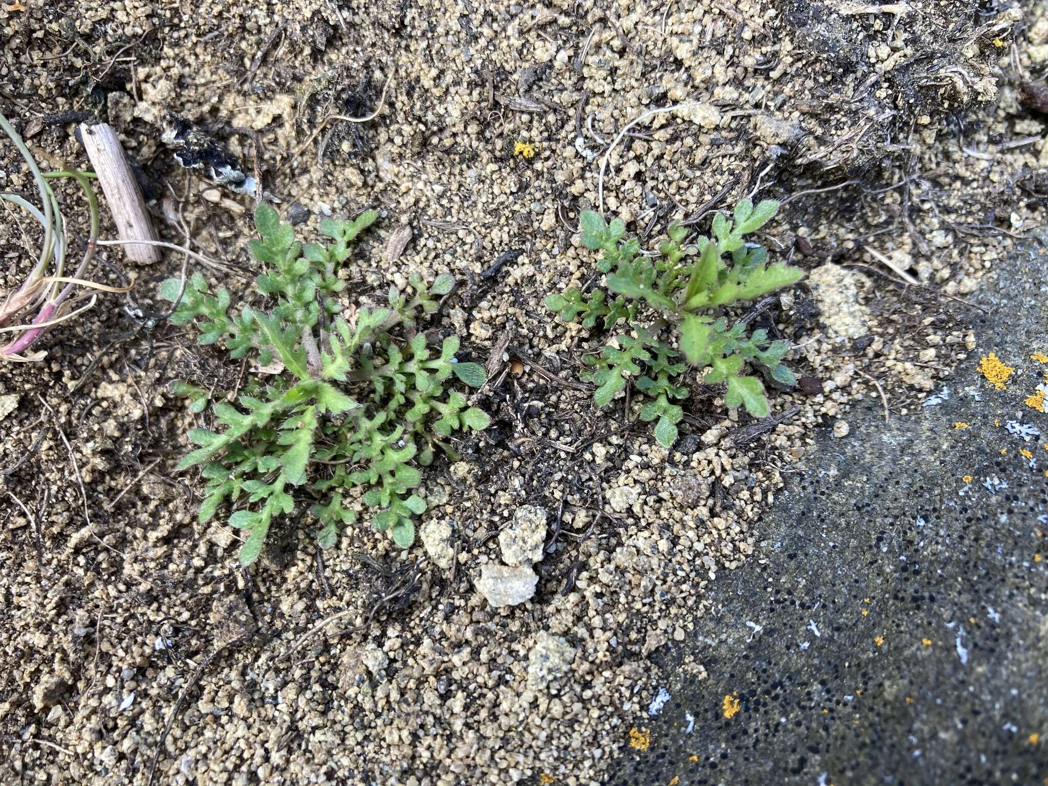 Sivun Lepidium virginicum subsp. menziesii (DC) Thell. kuva