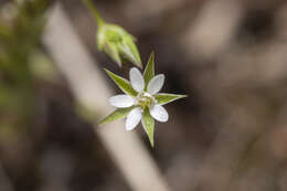 Imagem de Sabulina tenuifolia (L.) Rchb.