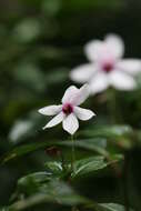 Image of Impatiens javensis (BI.) Steud.