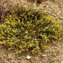 Image de Physaria macrocarpa (A. Nelson) O'Kane & Al-Shehbaz