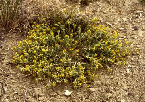 Image de Physaria macrocarpa (A. Nelson) O'Kane & Al-Shehbaz