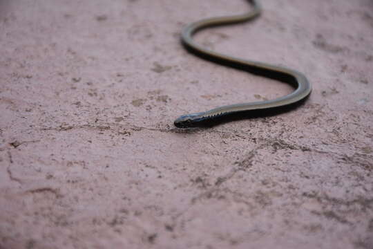 Image of Peloponnese slow worm